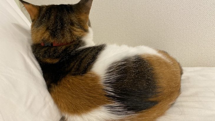 つぶとろと家出 つぶとろ食堂